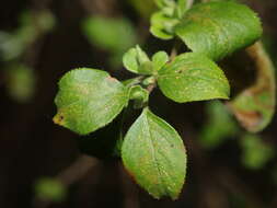 Image of Spiraea prunifolia var. pseudoprunifolia (Hayata ex Nakai) H. L. Li