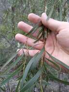 Image of Hakea dactyloides (Gaertn. fil.) Cav.