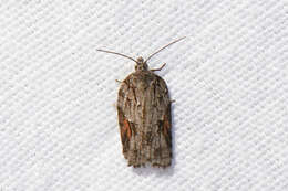 Image of Acleris ptychogrammos Zeller 1875