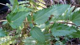 Image of hammock snakeroot