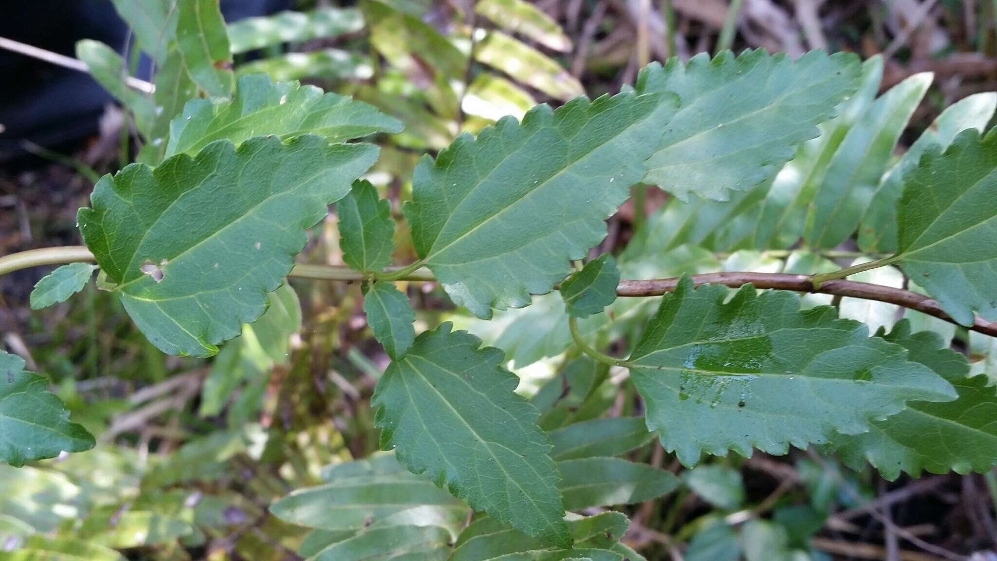 Imagem de Ageratina jucunda (E. Greene) A. Clewell & Woot.