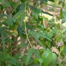 Passiflora cuneata Willd.的圖片