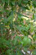 Image of Passiflora cuneata Willd.