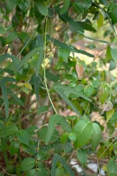 Слика од Passiflora cuneata Willd.