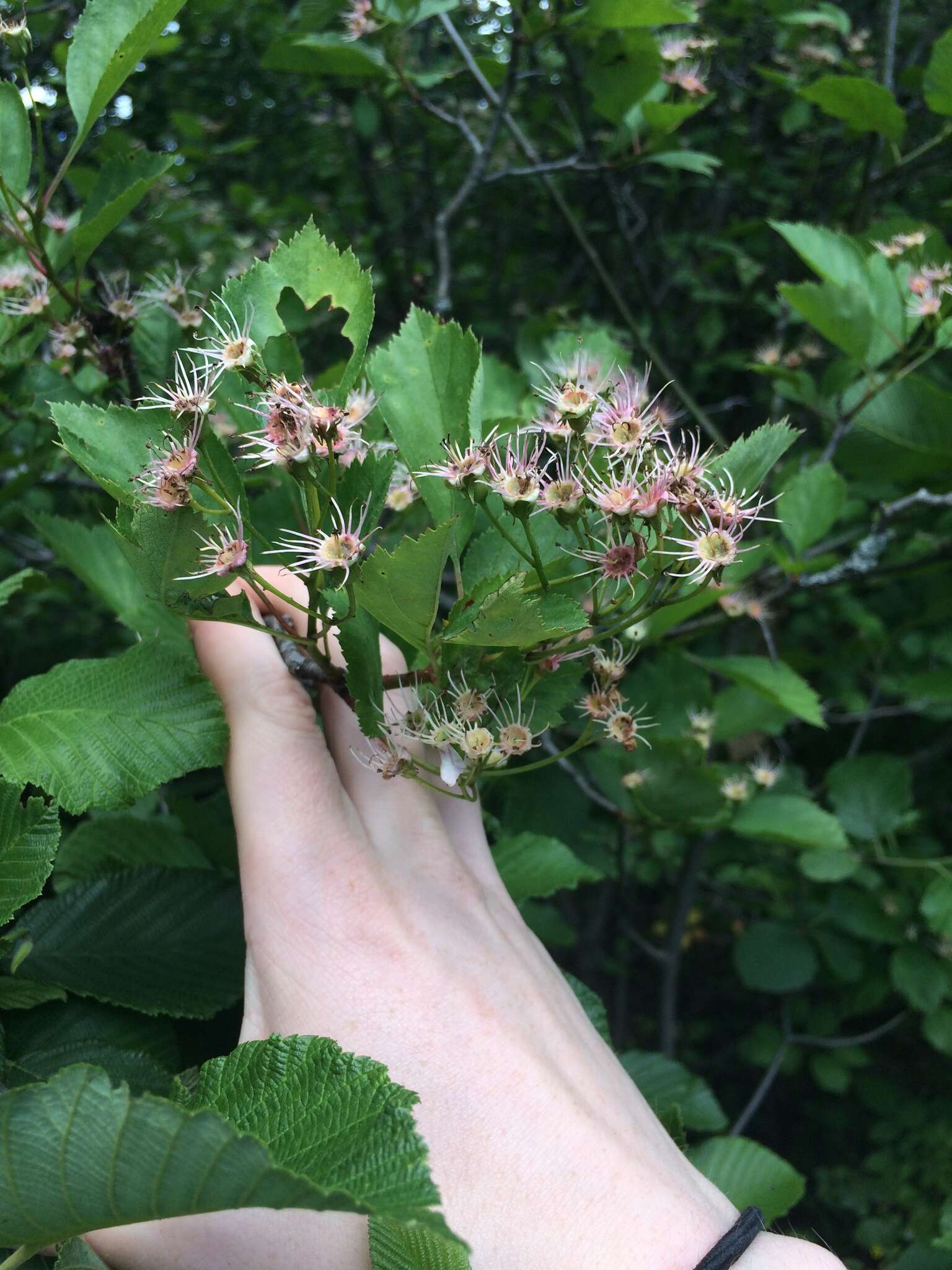 Image of Brainerd's hawthorn