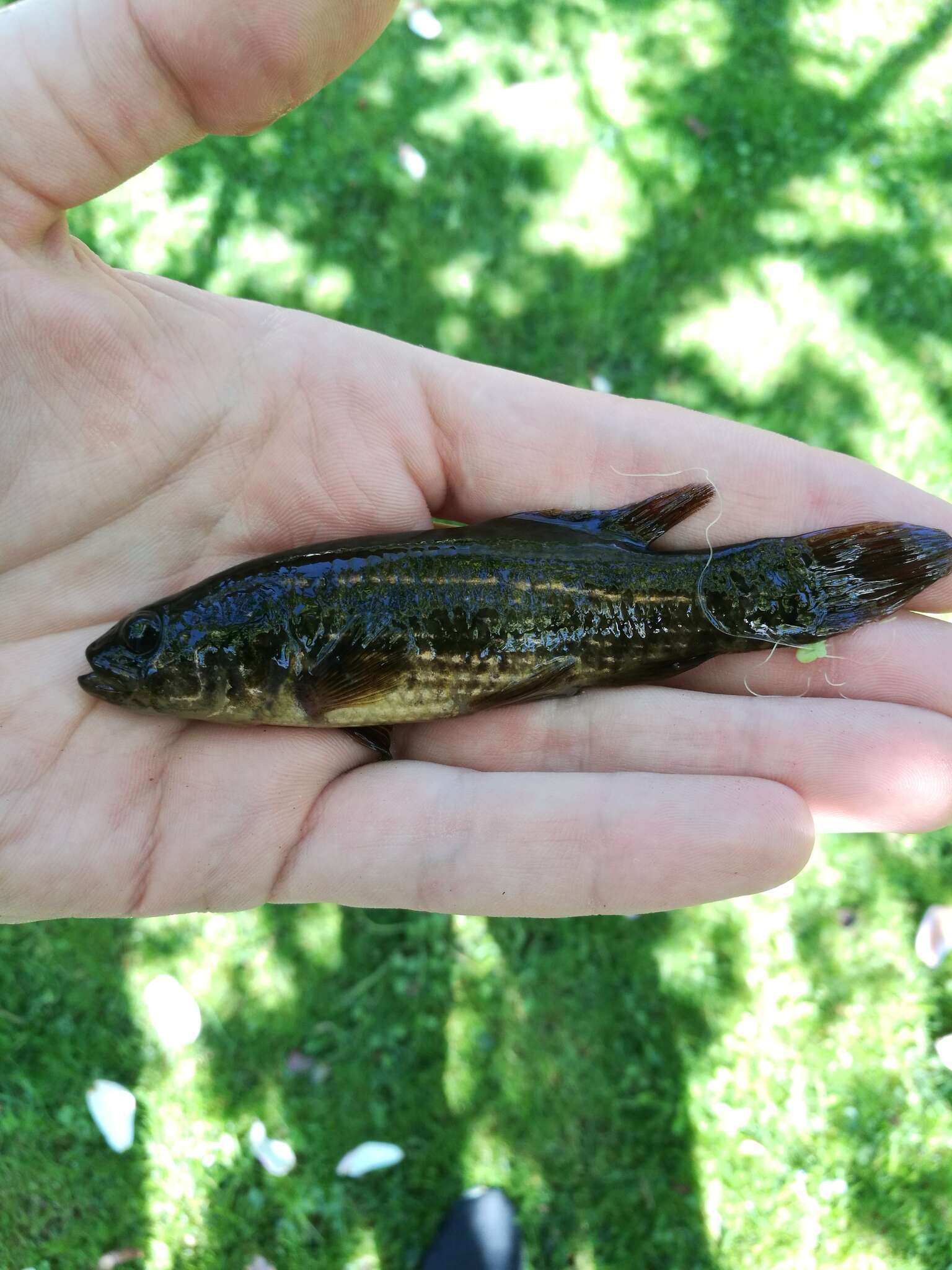 Image of European Mud-minnow