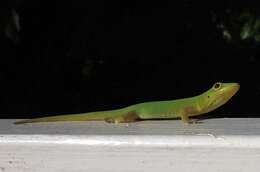 Imagem de Phelsuma v-nigra v-nigra Boettger 1913