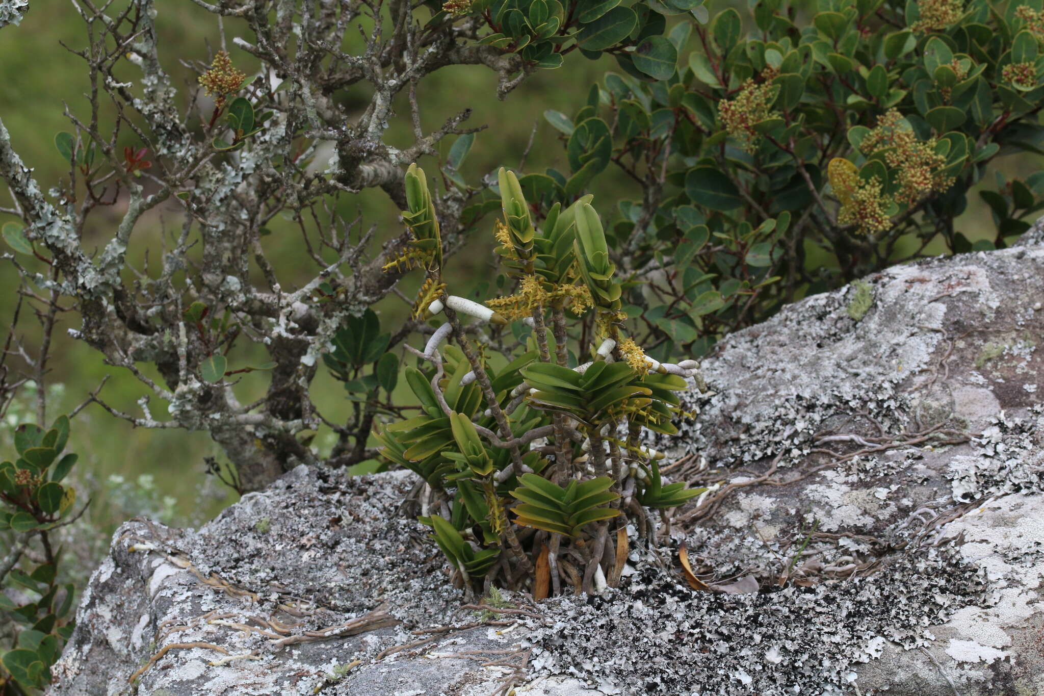 Image de Tridactyle bicaudata subsp. rupestris H. P. Linder