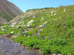 Aquilegia glandulosa Fisch.的圖片