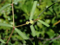 Euphorbia articulata Aubl. resmi