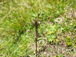 Imagem de Gentianella umbellata (M. Bieb.) Holub