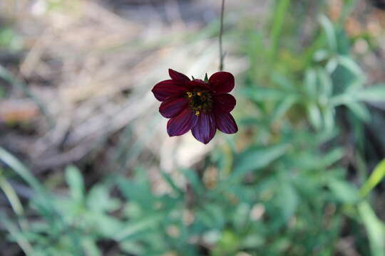 Image of Cosmos scabiosoides Kunth