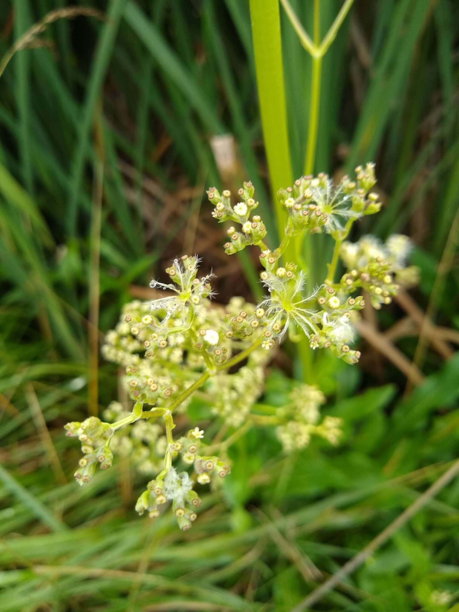 Image of Valeriana edulis subsp. procera