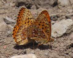 Image de Speyeria hesperis ratonensis Scott 1981