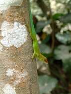 Image of Plymouth Anole