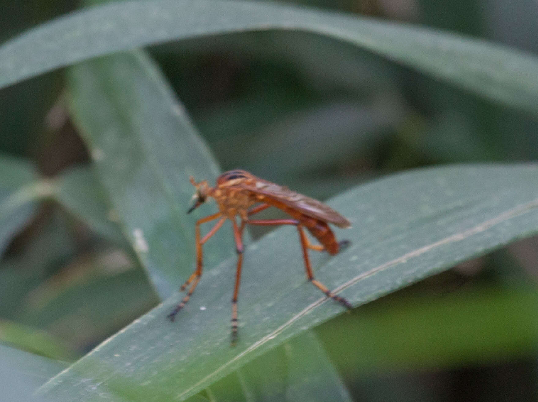 Image of Diogmites neoternatus (Bromley 1931)