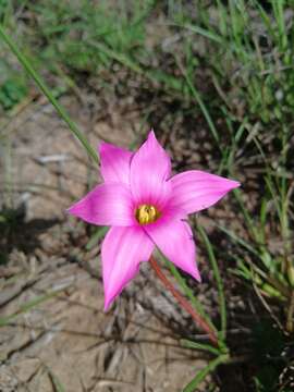 Image of Romulea autumnalis L. Bolus