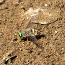 Image of Pegasomyia ruficornis (Bigot 1892)