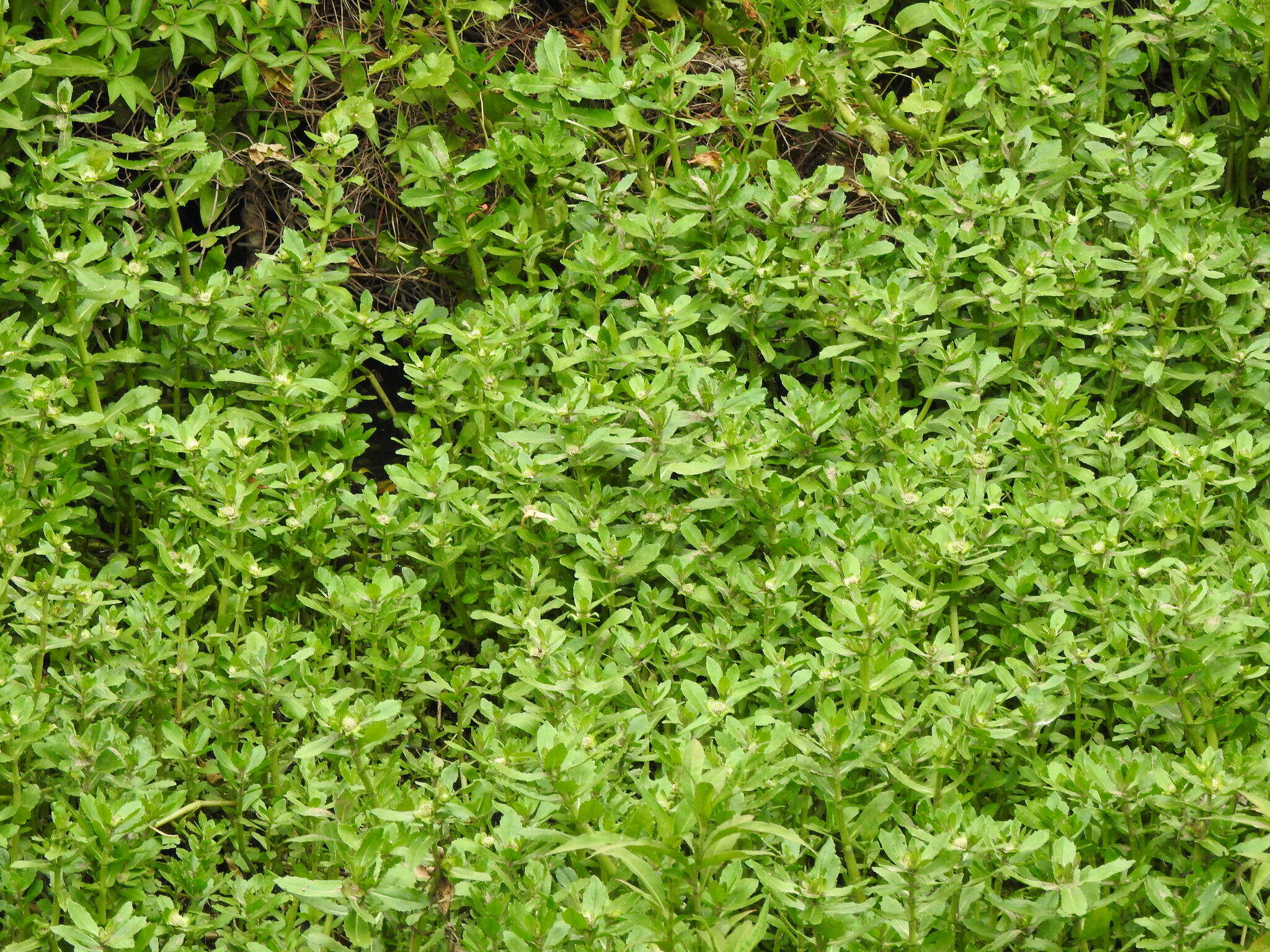 Image of swampwort