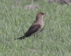 Image of Black-winged Pratincole