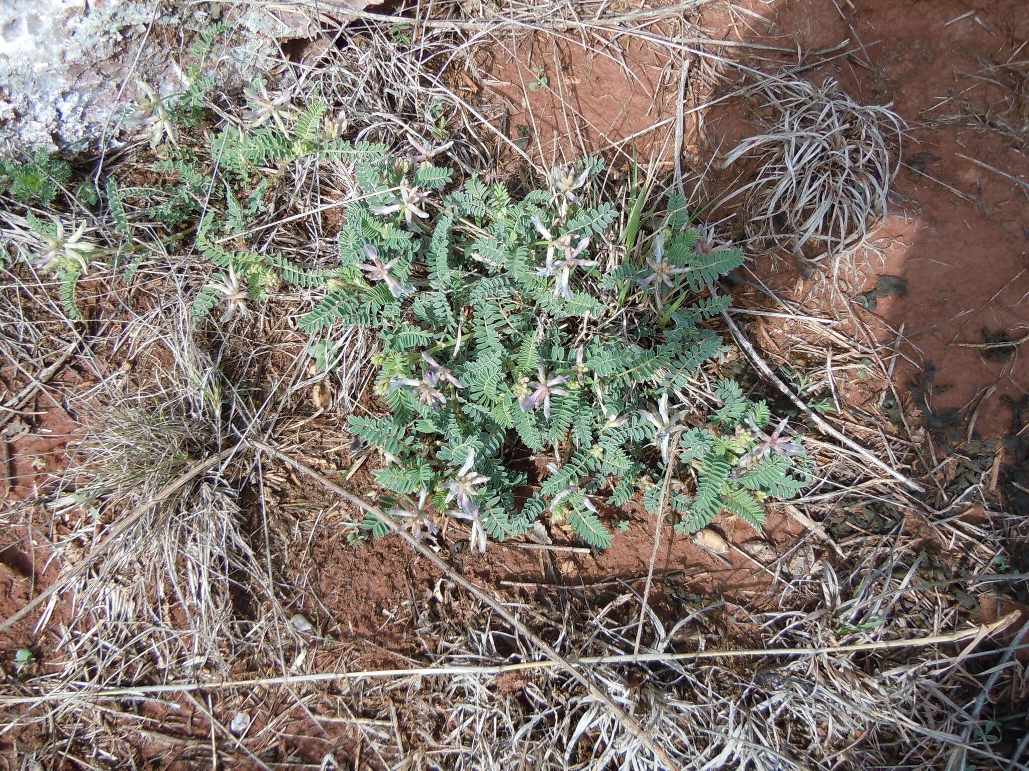 Sivun <i>Astragalus <i>crassicarpus</i></i> var. crassicarpus kuva