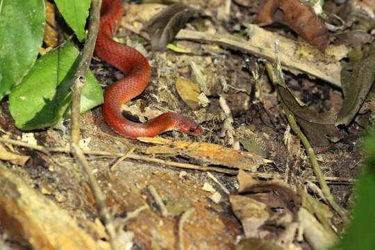 Image of Oligodon booliati Leong & Grismer 2004