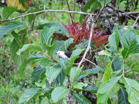 Image of White-headed Wren