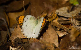 Image of Bushveld Purple Tip