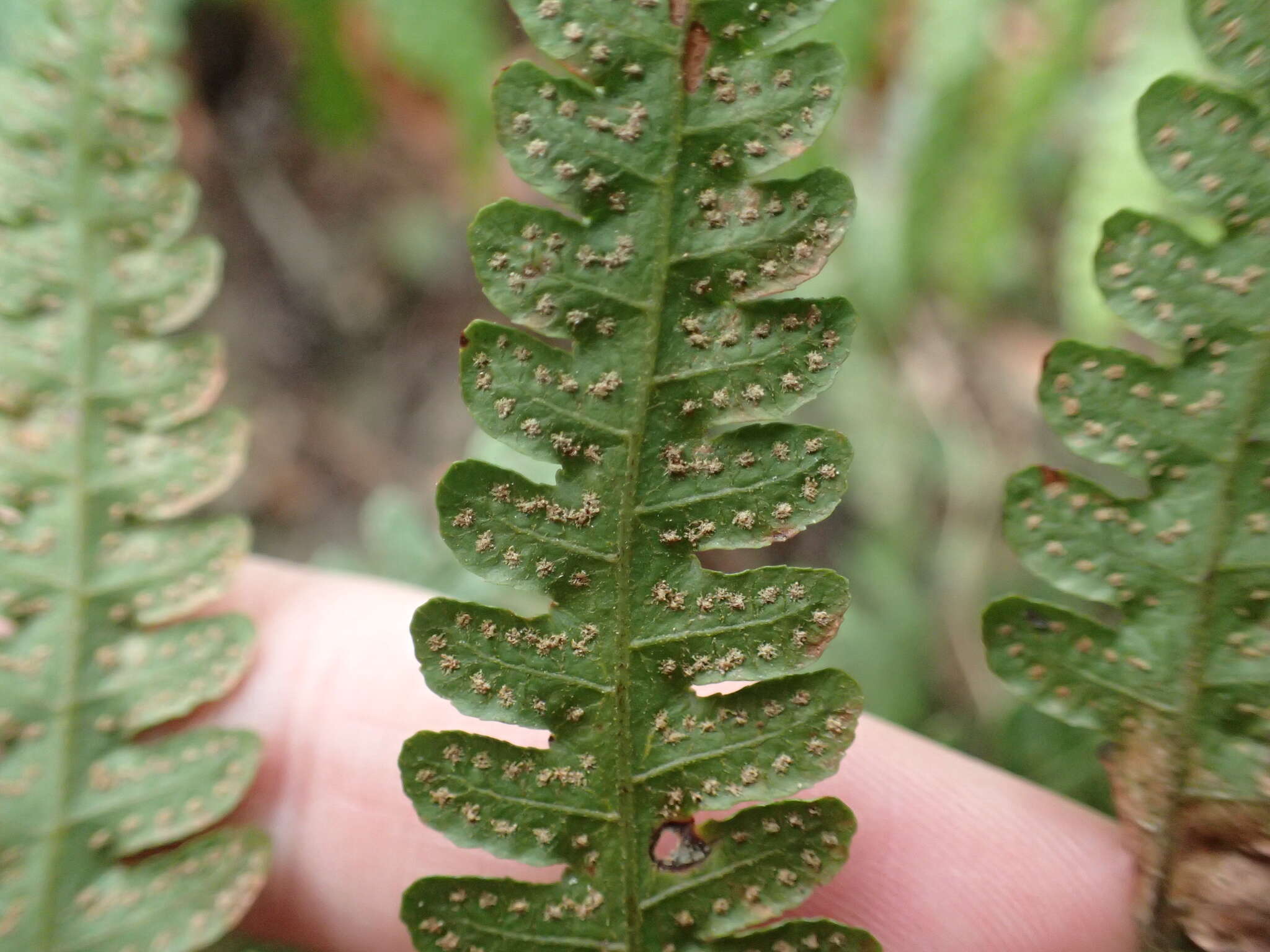 Sivun Pleocnemia cumingiana C. Presl kuva