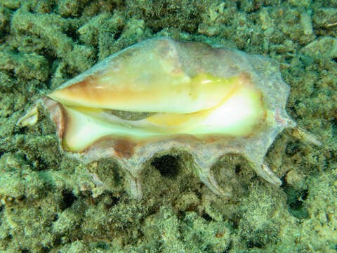 Image of Giant spider conch