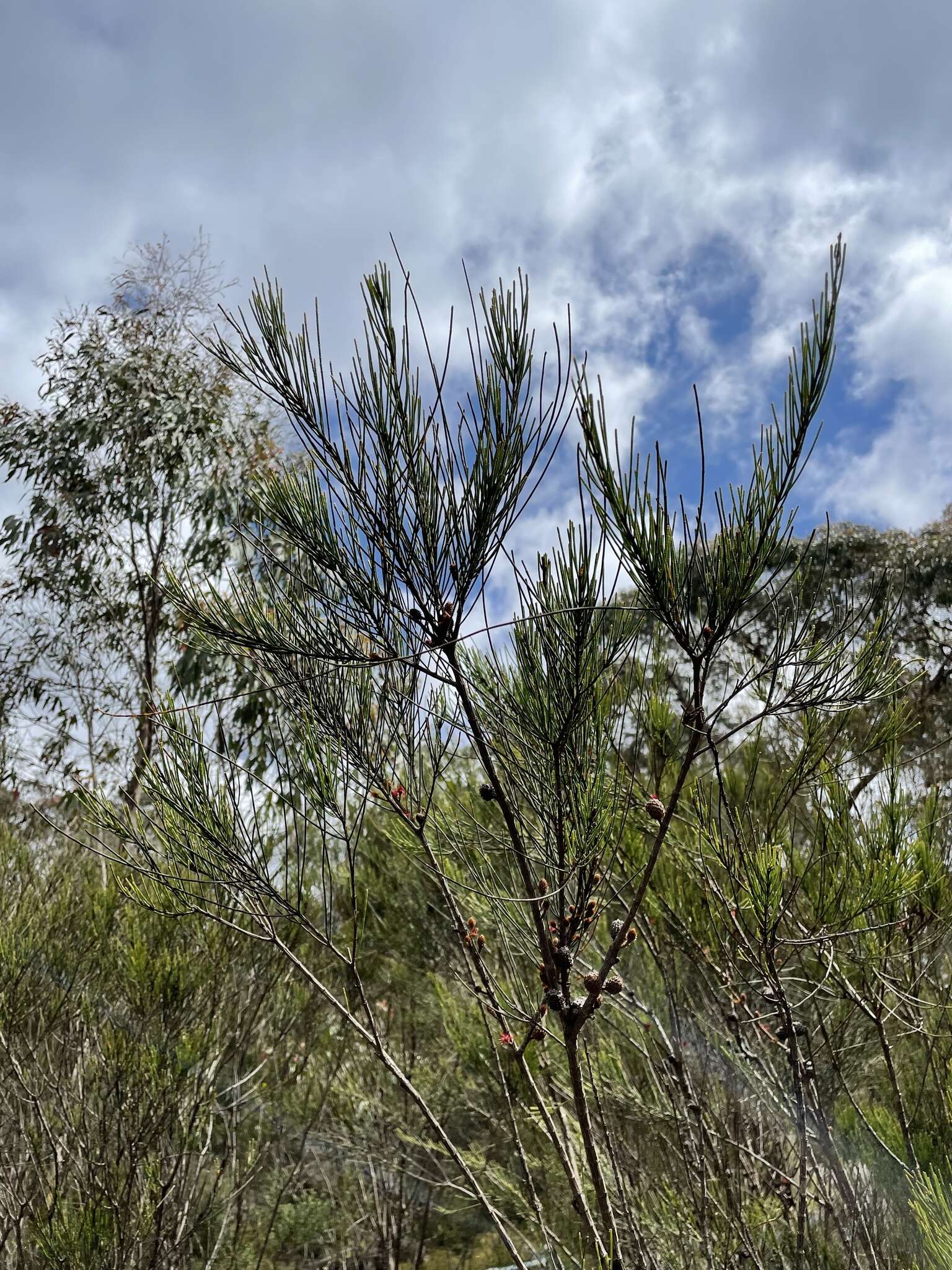 Image of Allocasuarina rigida subsp. rigida