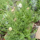 Image of Cephalaria galpiniana Szabo