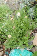 Image of Cephalaria galpiniana Szabo