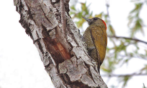 Image of Dryobates passerinus