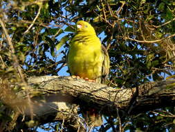 صورة Treron calvus schalowi Reichenow 1880