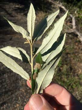 Слика од Croton phebalioides F. Muell. ex Müll. Arg.