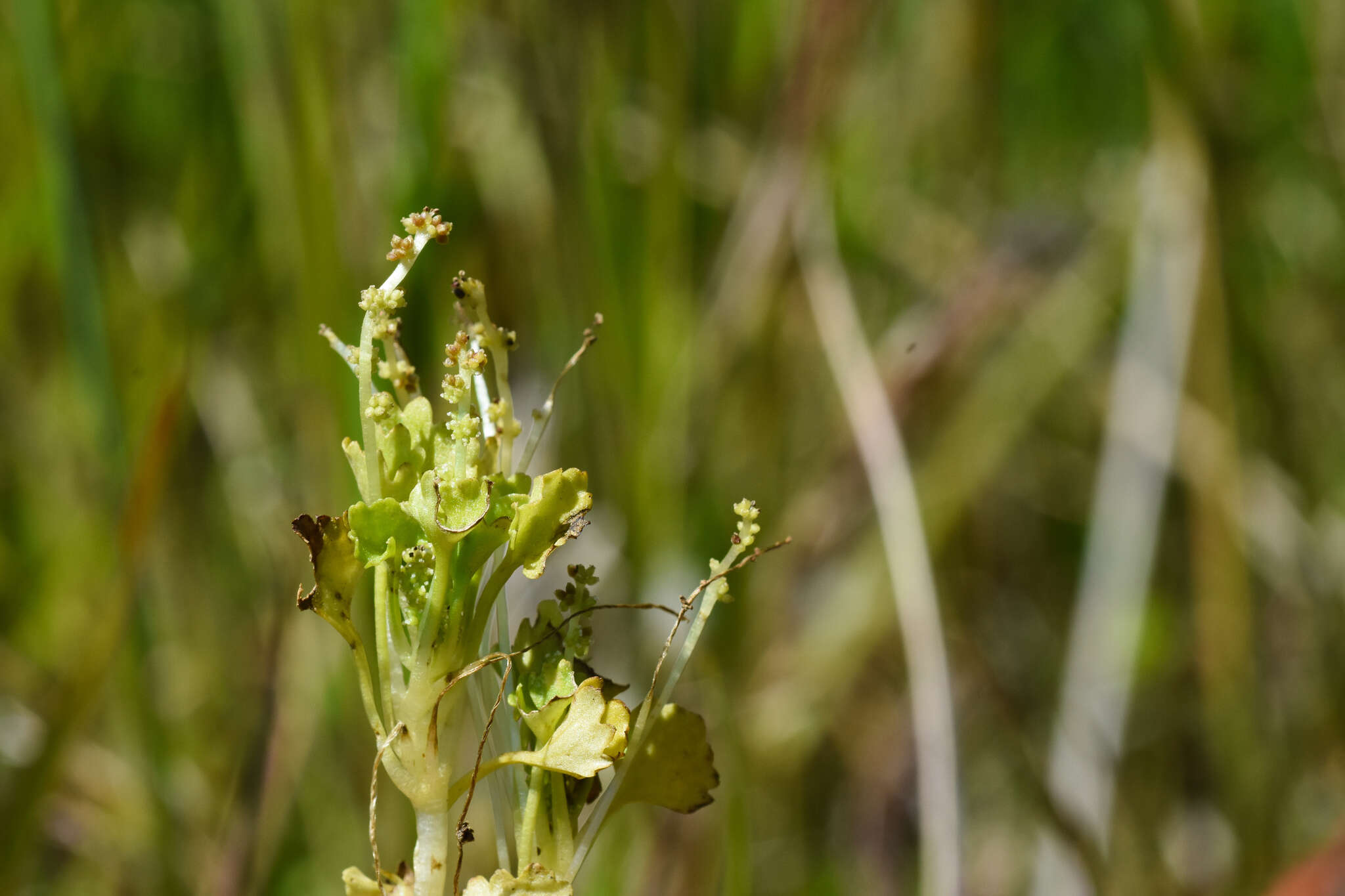 Image of Gunnera herteri Osten