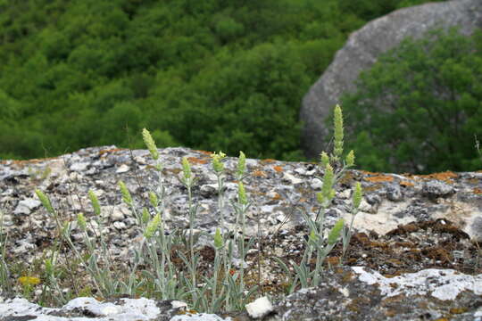 Image of Sideritis taurica Stephan ex Willd.