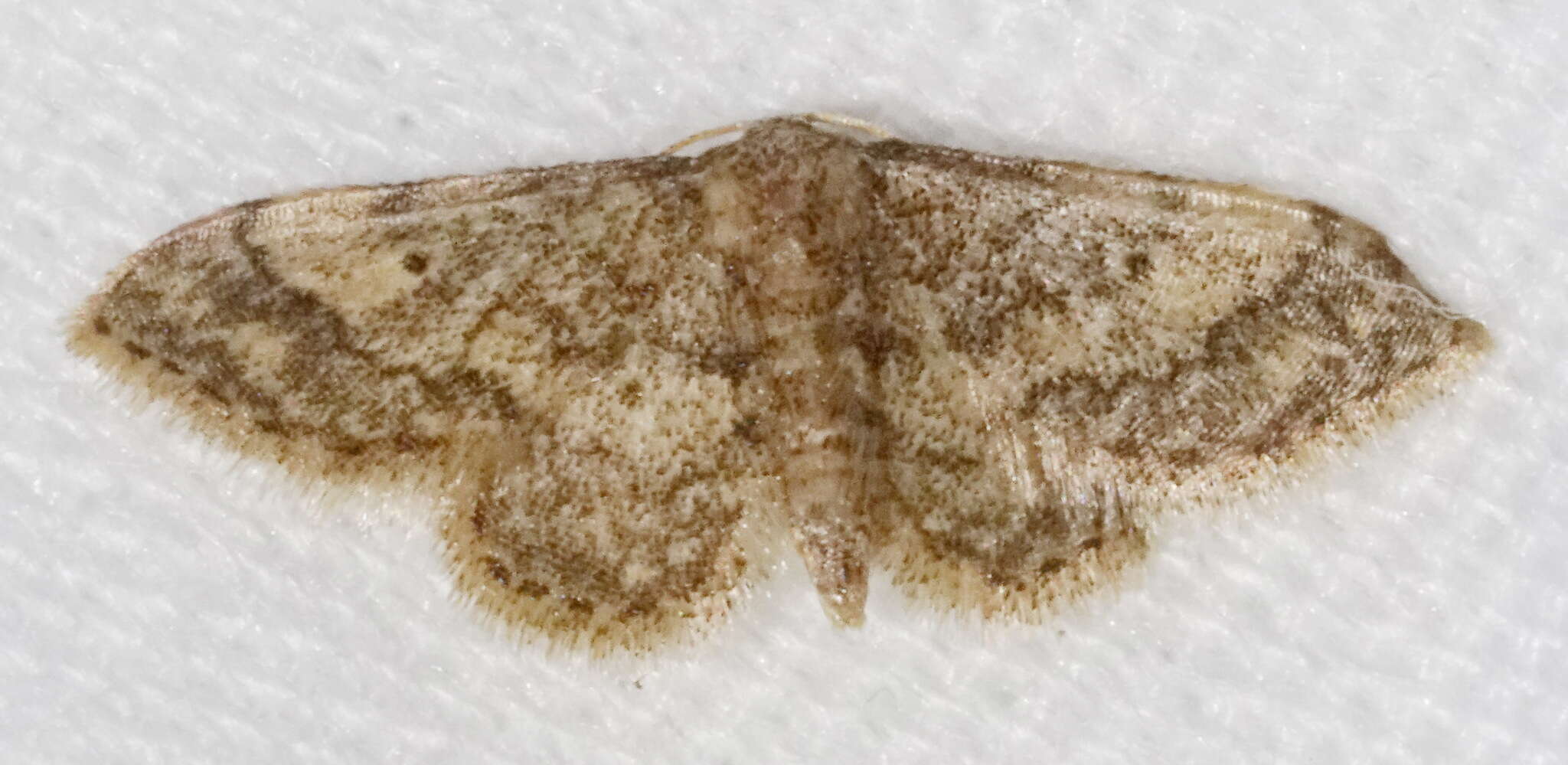 Image of Idaea pervertipennis Hulst 1900