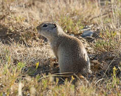 Image of Wyoming ground squirrel