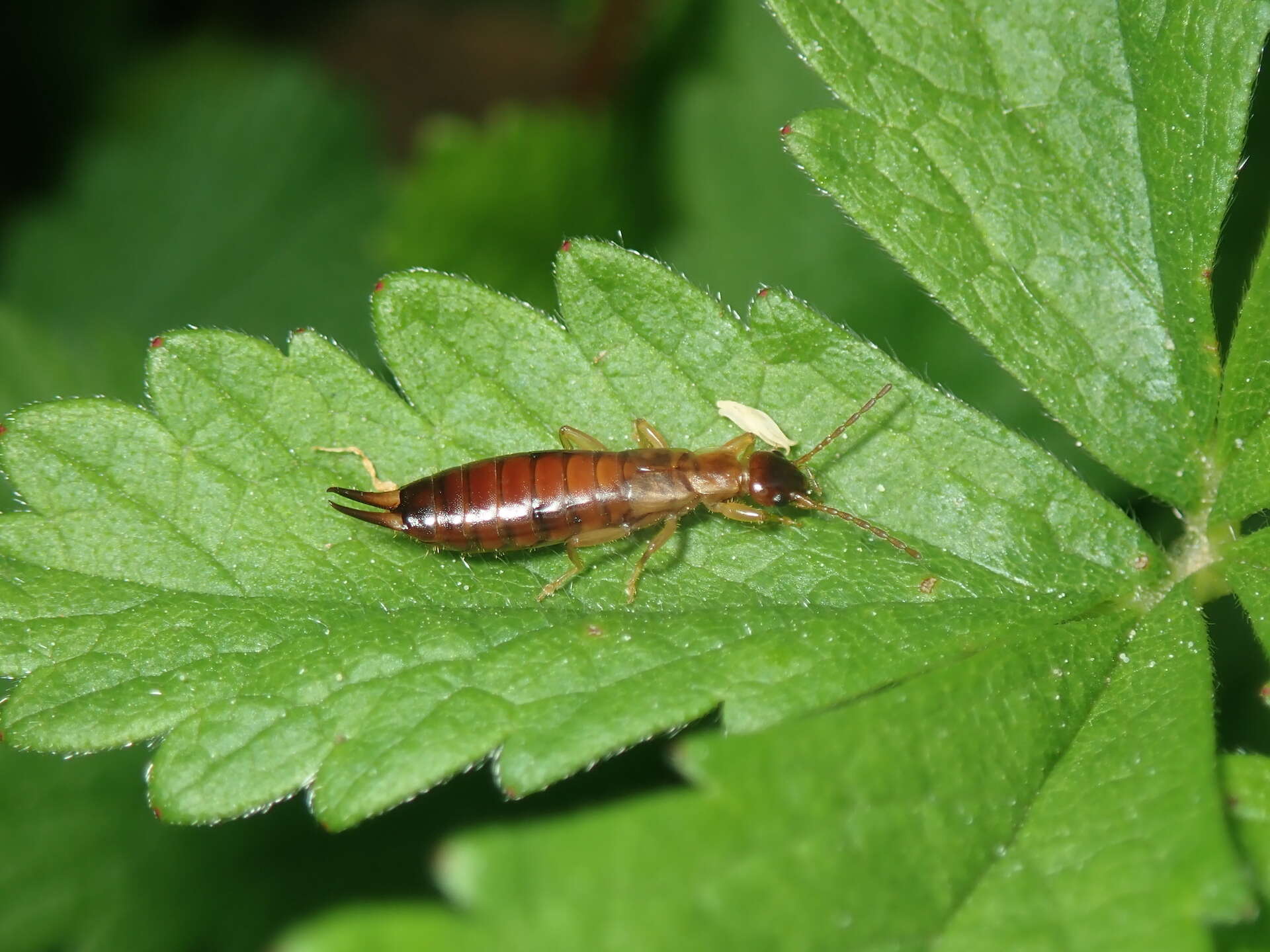 Image of Guanchia pubescens (Géné 1837)