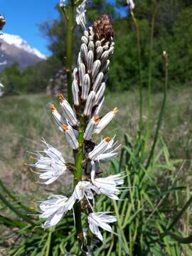 Image of White asphodel