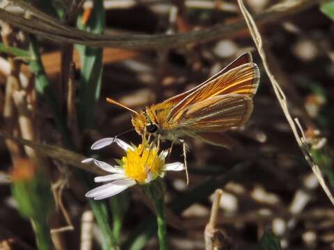 Image of Southern Skipperling