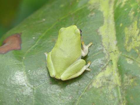 Plancia ëd Raorchestes akroparallagi (Biju & Bossuyt 2009)