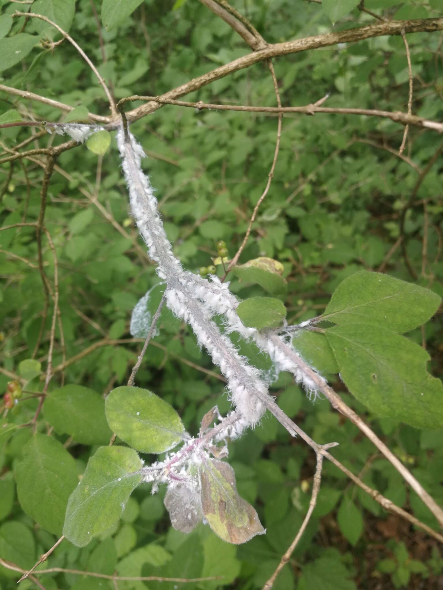 Image of Aphid