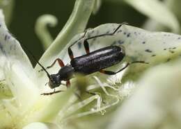 Idiopidonia resmi