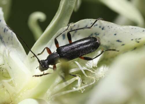 Image of Idiopidonia