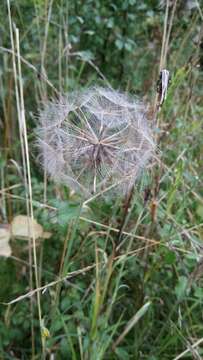 Image of Tragopogon minor Mill.