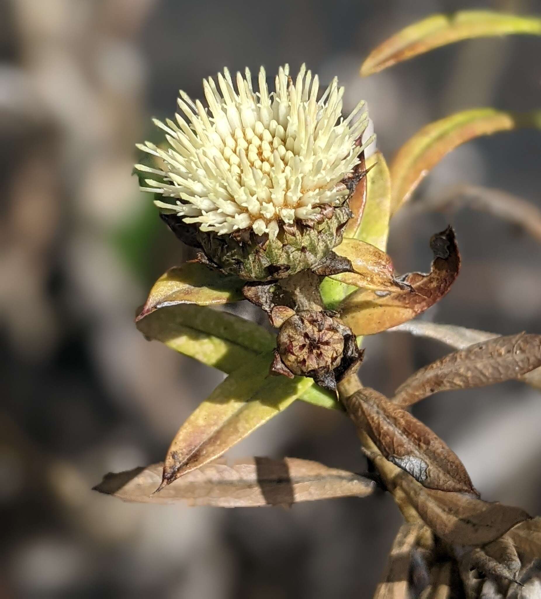 صورة Carlina falcata Svent.