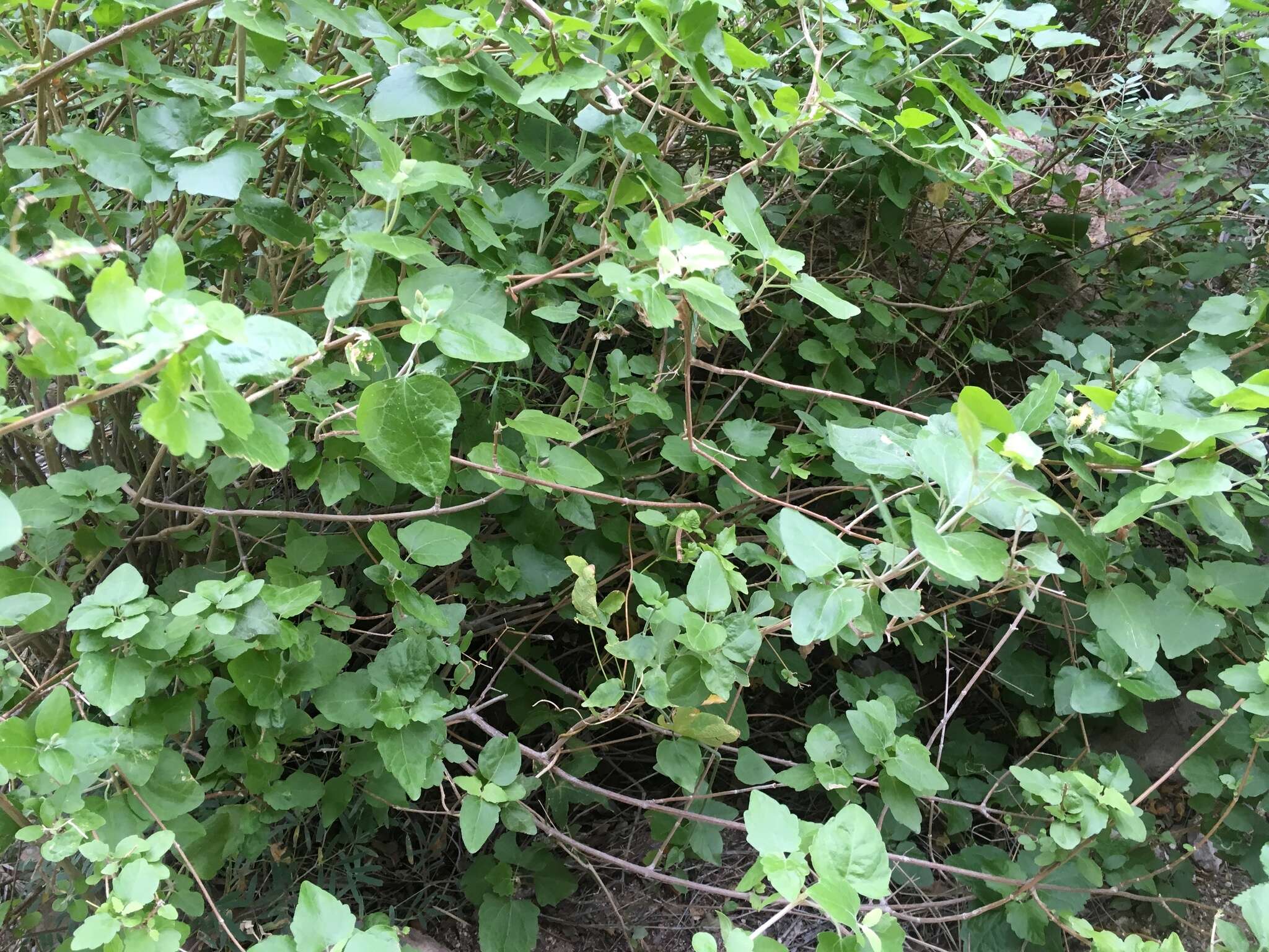 Plancia ëd Brickellia rhomboidea E. Greene